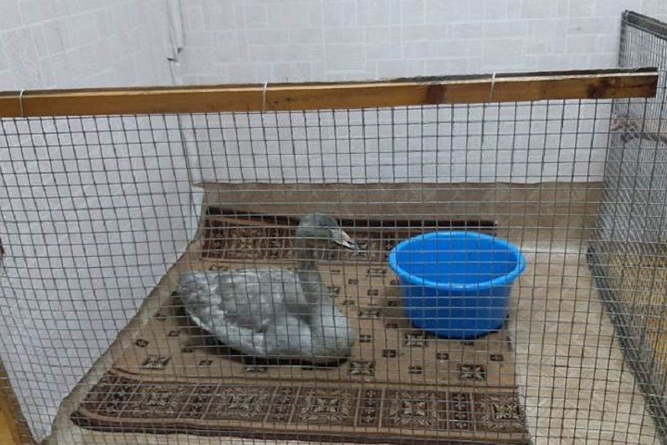 Лебедя нашли работники котельной.