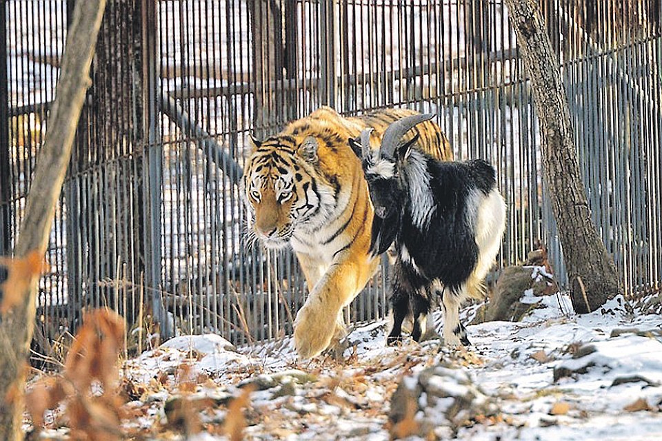 Фото: safaripark25.ru