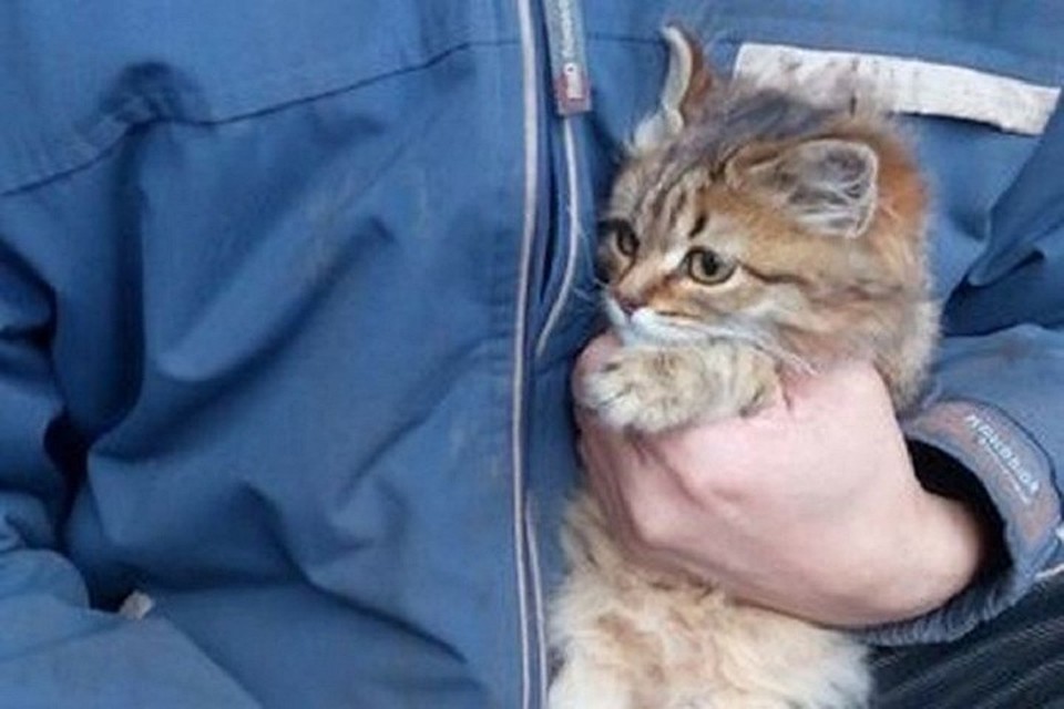 Кот загулял и его нашли на крыше балкона