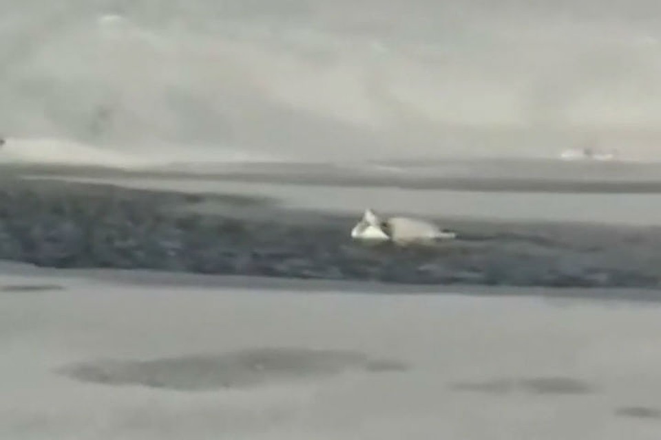Лебедь погибала в крохотной полынье на реке Сос Фото: стопкад с видео