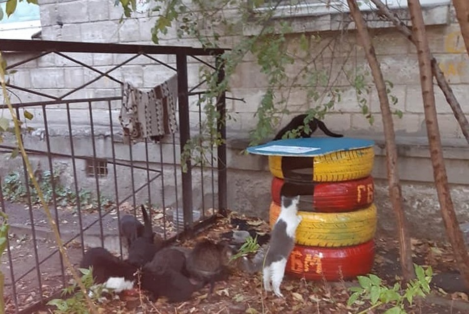 Кошки сразу начали "заселение" в новый дом. Фото: facebook.com/groups/voditelipomogaiutpesehodam/