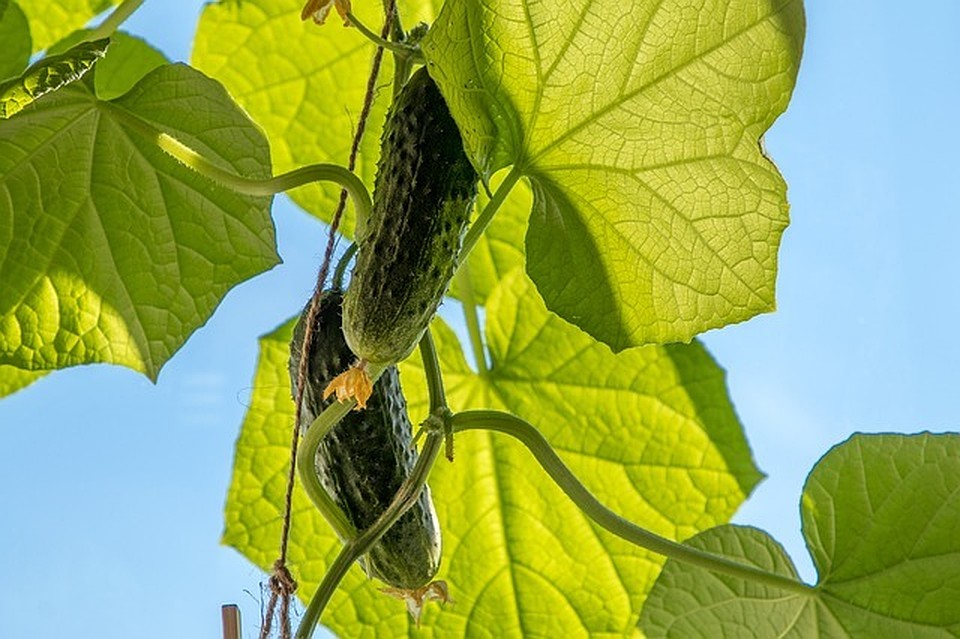 Фото: pixabay.com.