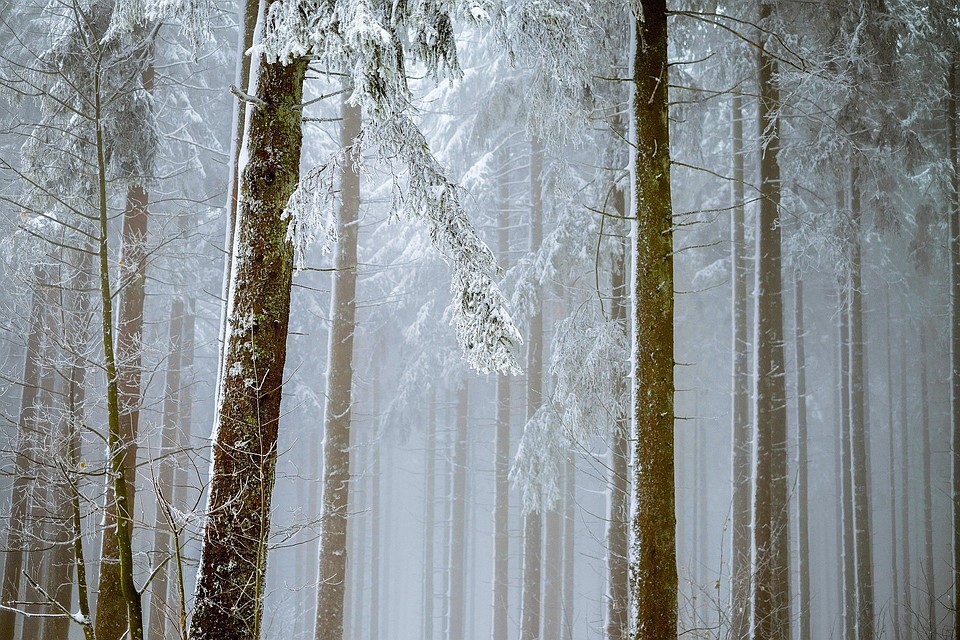 Фото: pixabay.com