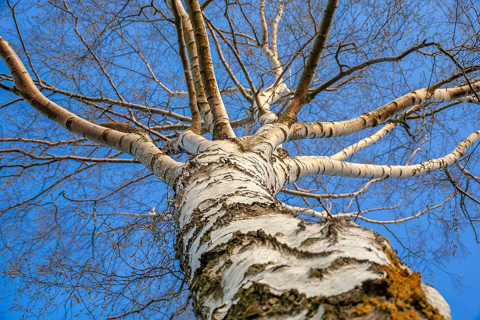 Фото: pixabay.com