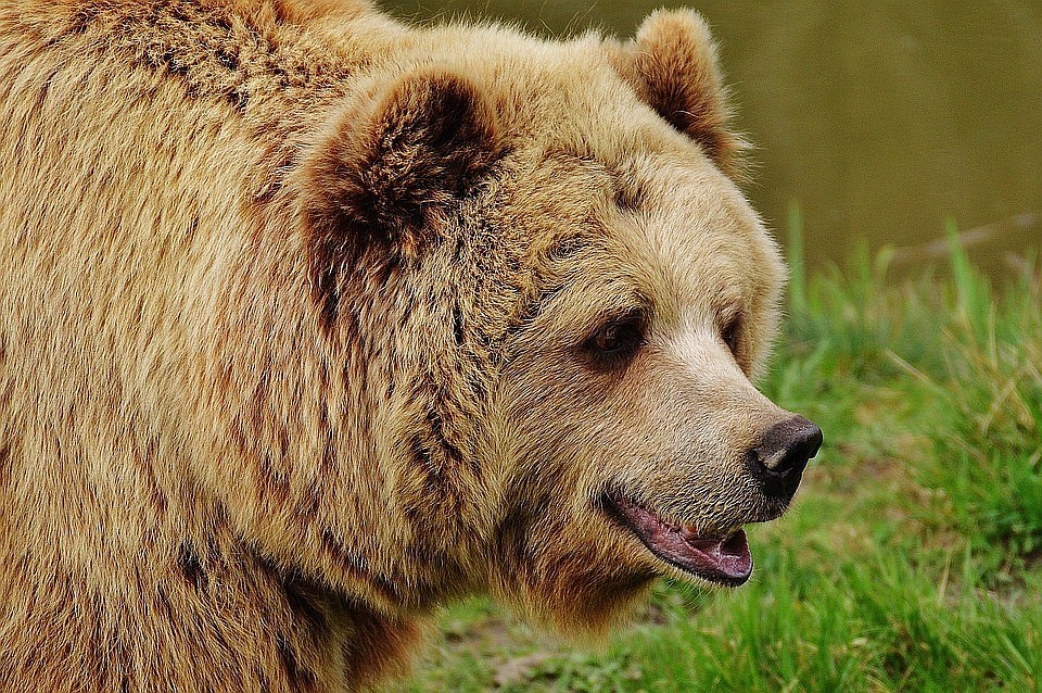 Фото: pixabay
