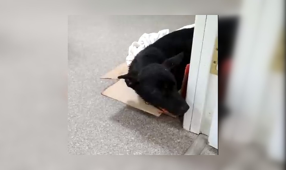 Щенок в ветклинике. Фото с видео Яны Ерофеевой