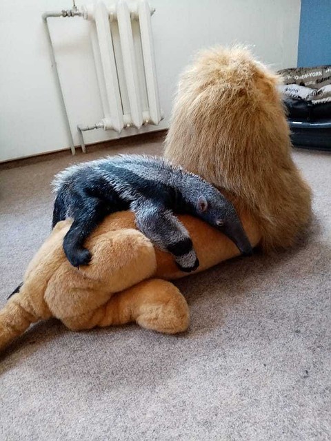 Мурашка отдыхает на игрушке.