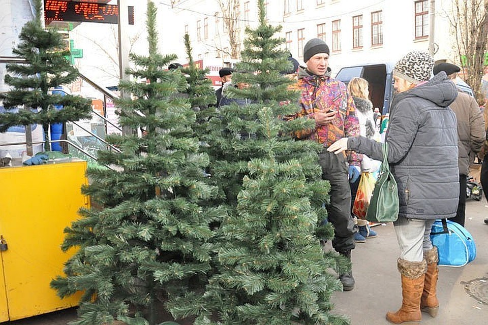 К зимним праздникам планируется реализовать более 52 тысяч хвойных деревьев