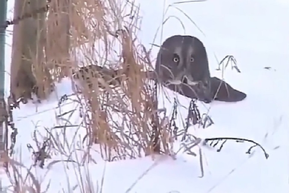 Сова удивилась собственной неудаче ФОТО: кадр с видео