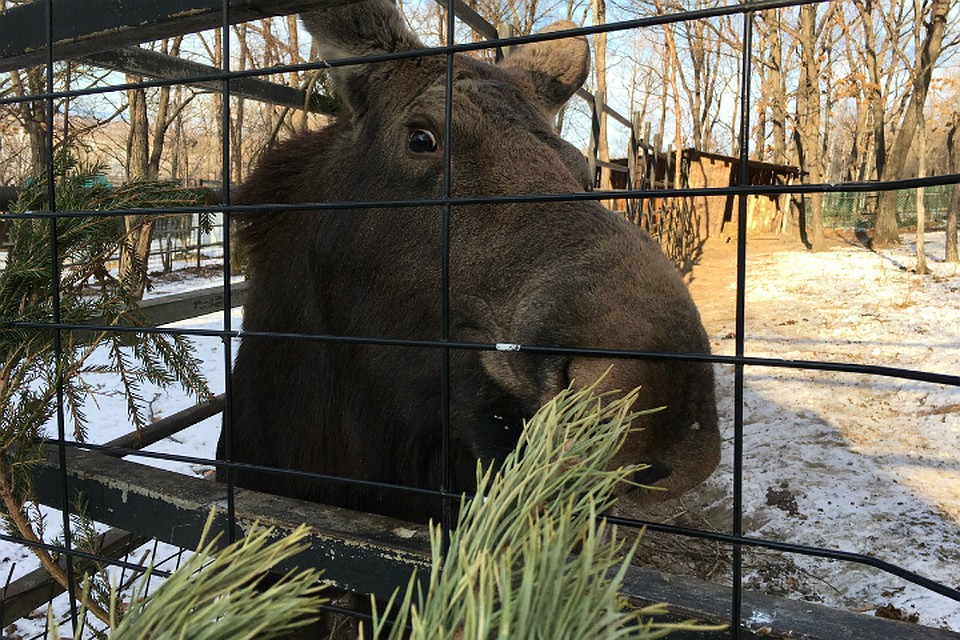 Новогодними елками хабаровчане поделятся с питомцами зоосада
