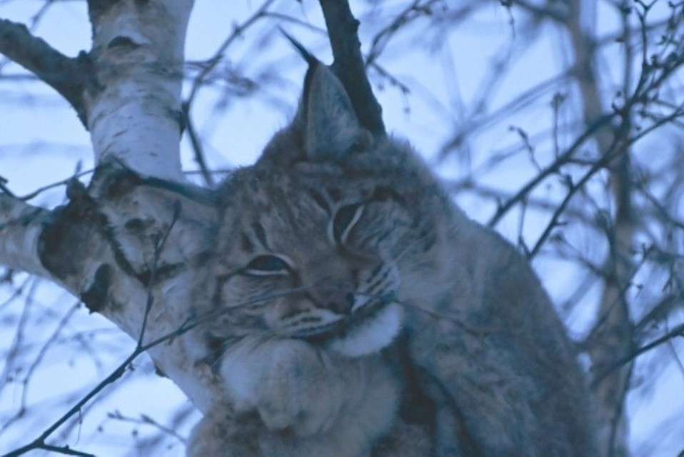 Ну как я вам? Фото: группа ВК "ЧП Кунгур".