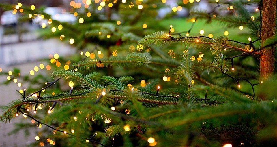 Фото: pixabay.com.