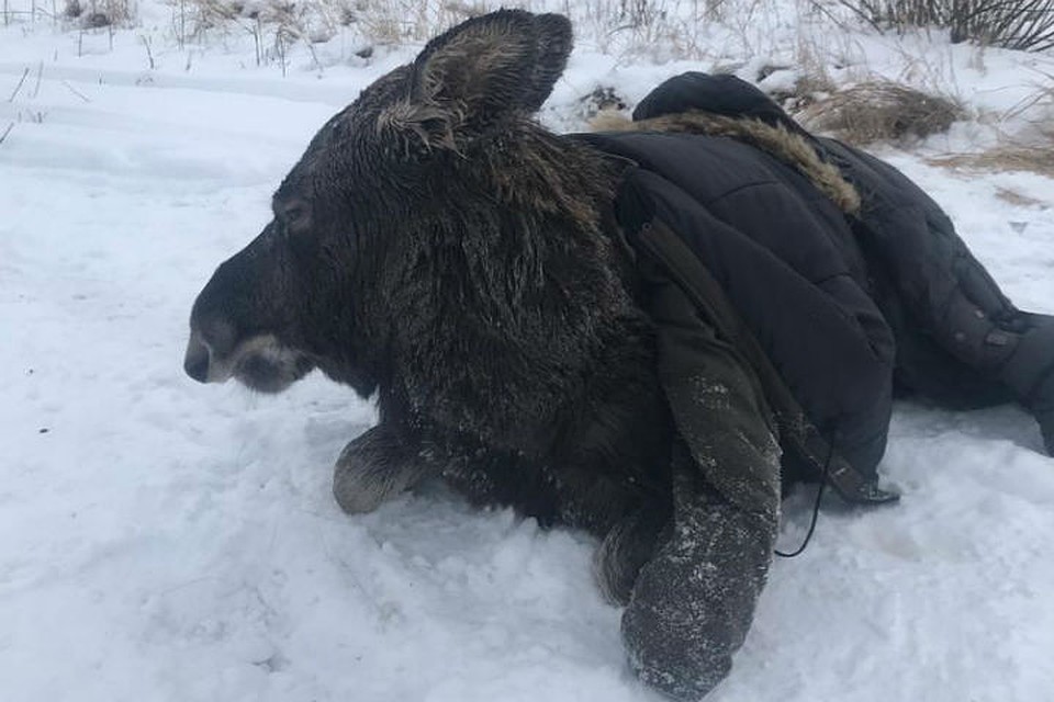 Жизни и здоровью лося ничего не угрожает. Фото: СОЦСЕТИ