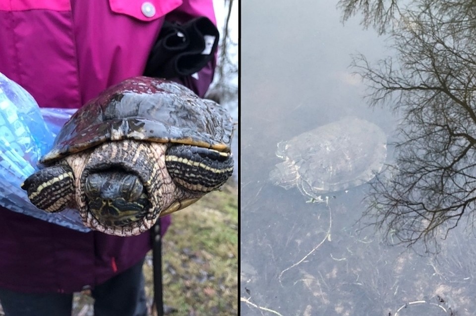 Красноухого пленника пришлось спасать из подо льда. Фото: vk.com/id32382352