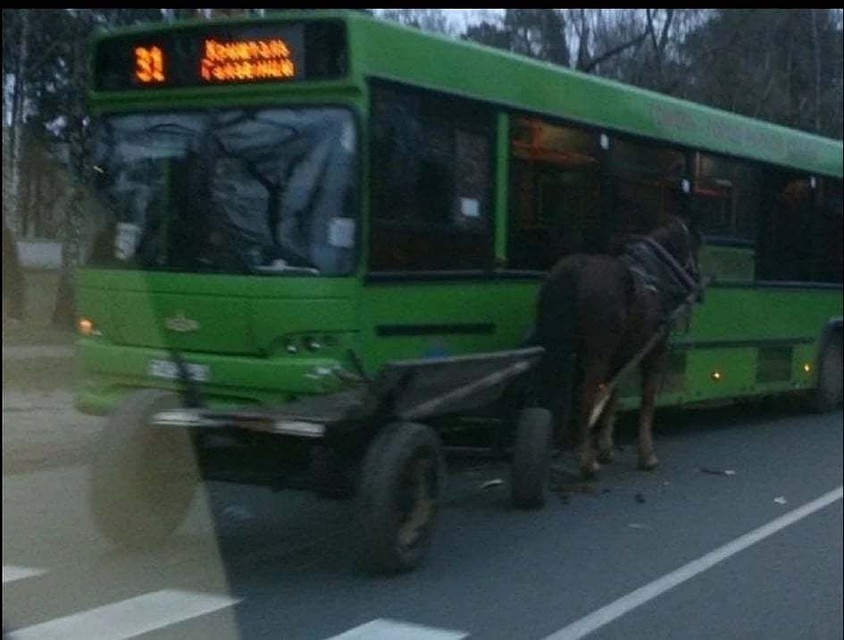 В Гомеле столкнулись конь и автобус. Фото: "ВКонтакте"