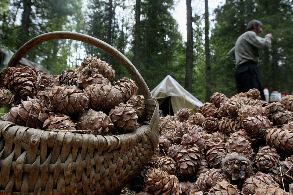 На экспорт в Китай попадает от 50 до 90 % дальневосточного и сибирского кедрового ореха.