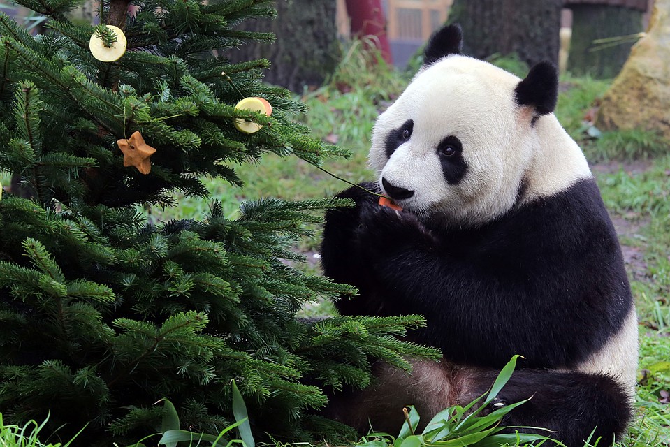 Панды поселились в голландском зоопарке два года назад. Фото: facebook.com/Ouwehandszoo