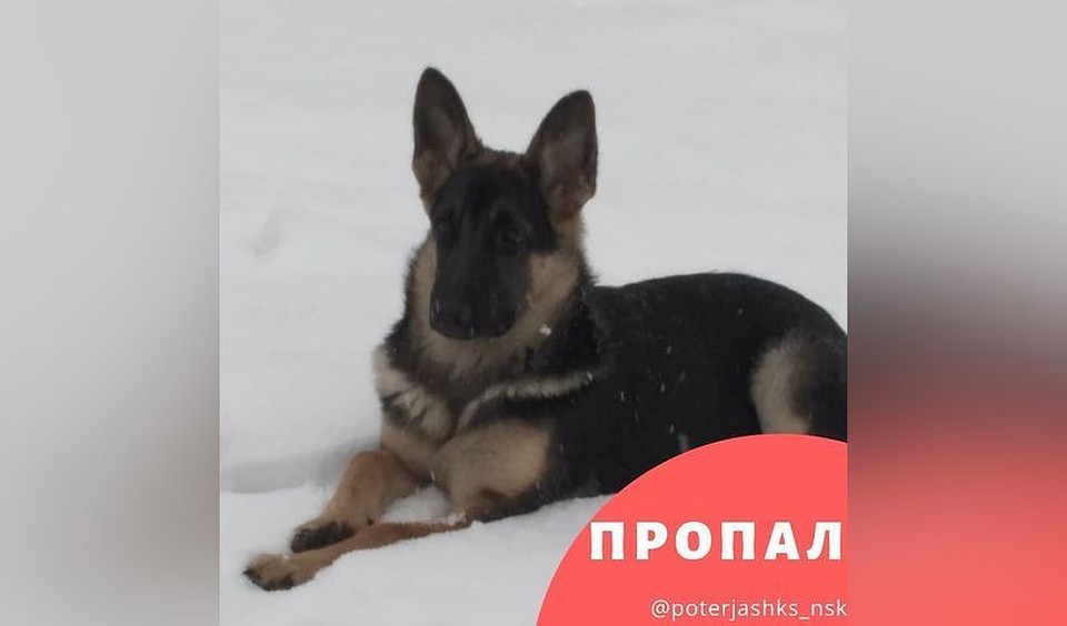 Сибиряк ищет породистого щенка, сбежавшего из дома.