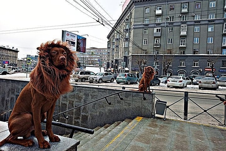 Сибиряк устроил своим псам «львиную» фотосессию около метро. Фото: Николай Якуб