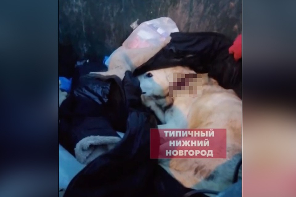 Из-за потери крови собака не могла двигаться. Источник: https://vk.com/typical_nn