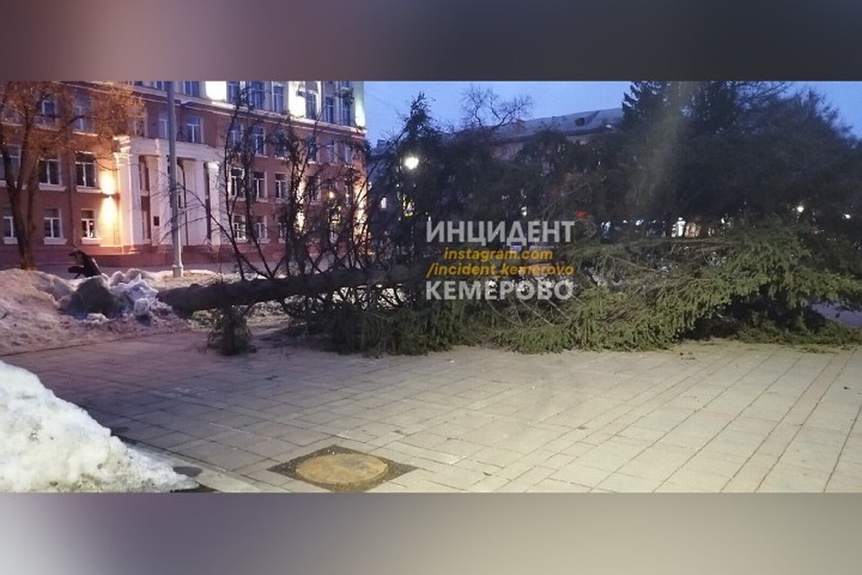 Ураганным ветром в Кемерове повалило дерево. ФОТО: vk.com, "Инцидент Кемерово"