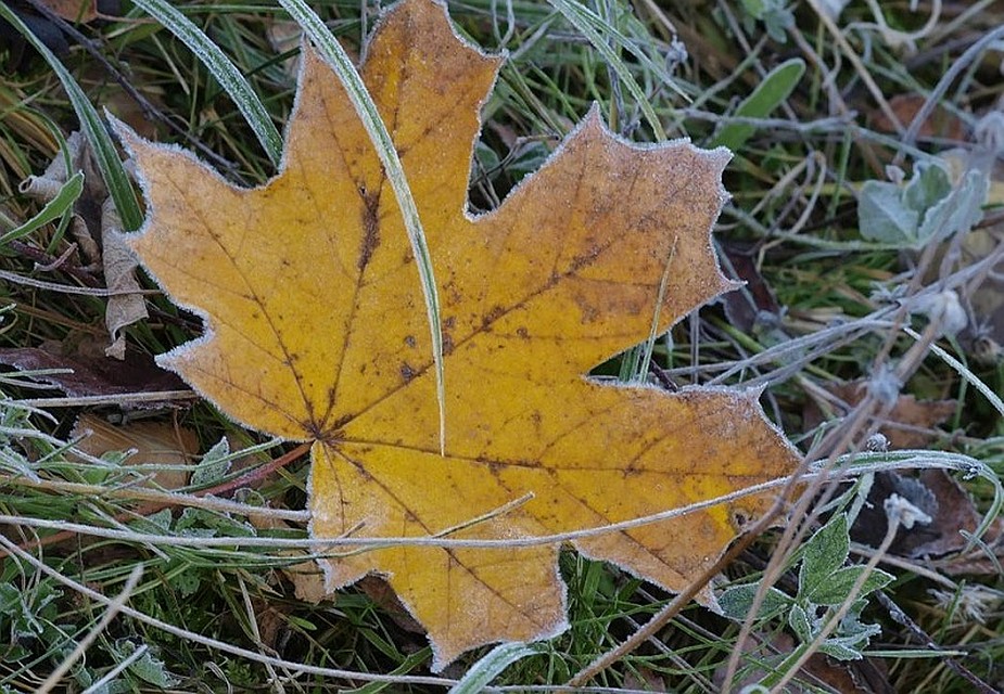 Ночью в Молдове будет Морозно. Фото: AgroExpert.
