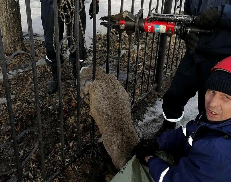 В Тобольске пожарные спасли косулю, застрявшую в заборе. Фото - ГУ МЧС по Тюменской области.