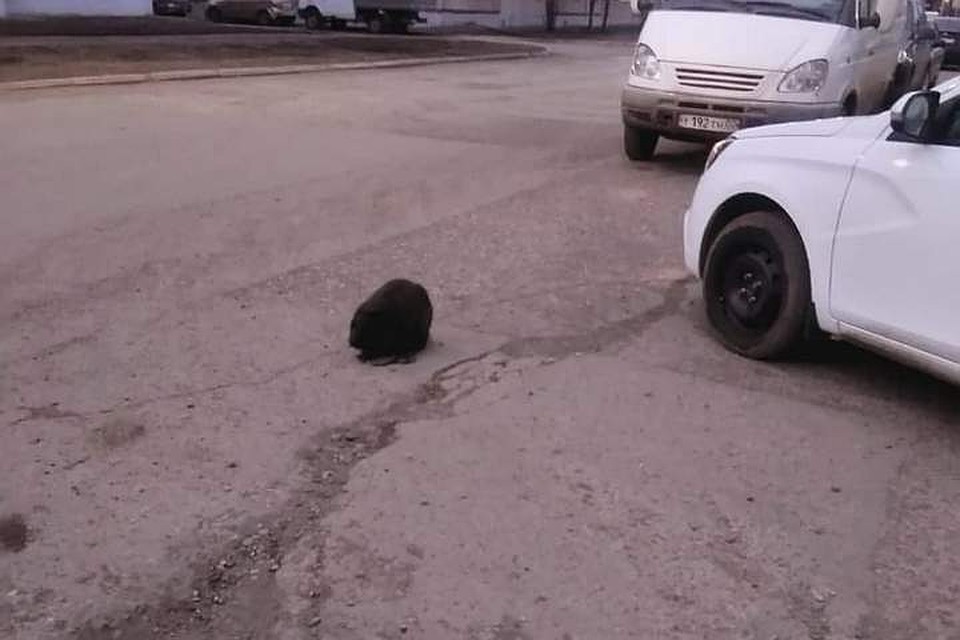 фото: соцсети