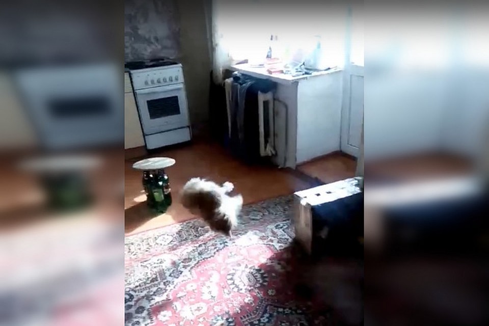 Фото: скрин с видео в соцсетях.