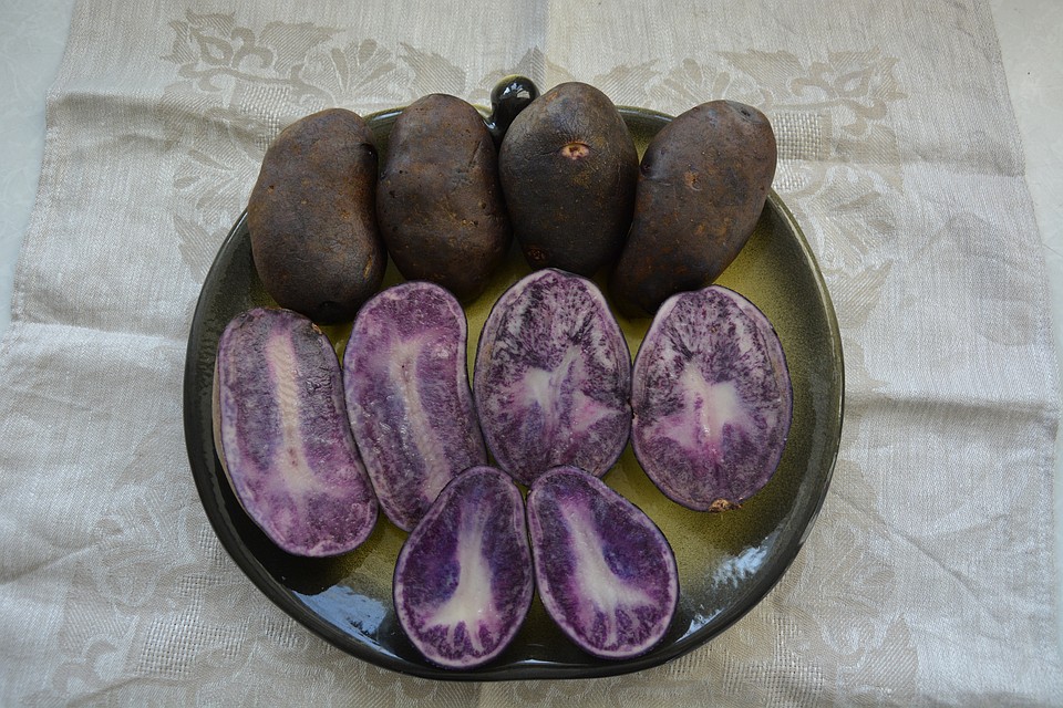 На вкус фиолетовая картошка не отличается от обычной. Фото: belbulba.by
