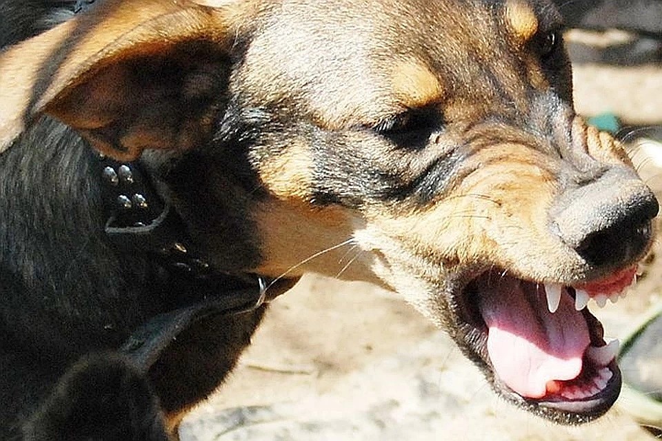 В Кинель-Черкасском районе теперь введут карантин