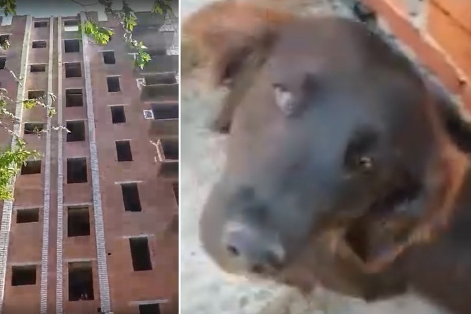 Несчастное животное три дня ждала помощи. Фото: стоп-кадр видео Реабилитационный Центр Бездомных животных г.Шахты "Святобор".
