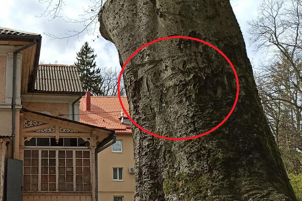 Математические формулы на коре столетнего бука.