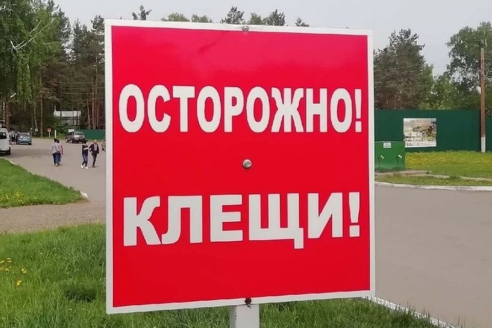 В Алтайском крае клещи покусали более 5 тысяч человек