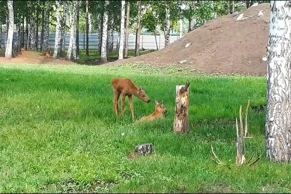 Маленькие лосята. Скриншот с видео.