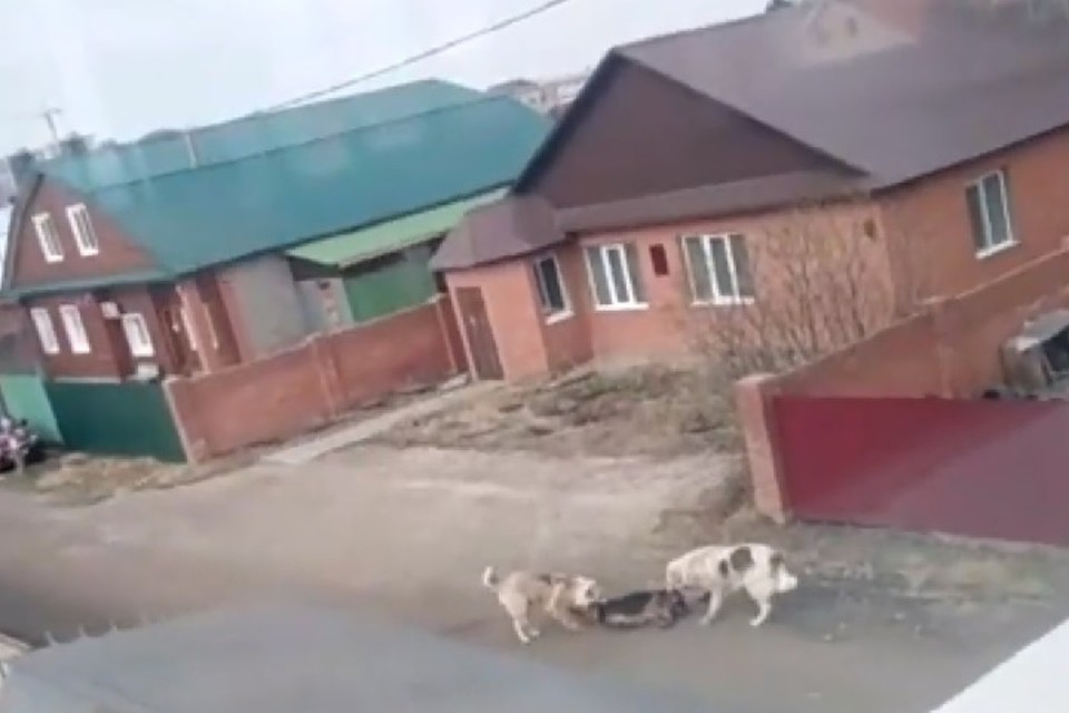 Собака встала на защиту своей хозяйки и погибла.
