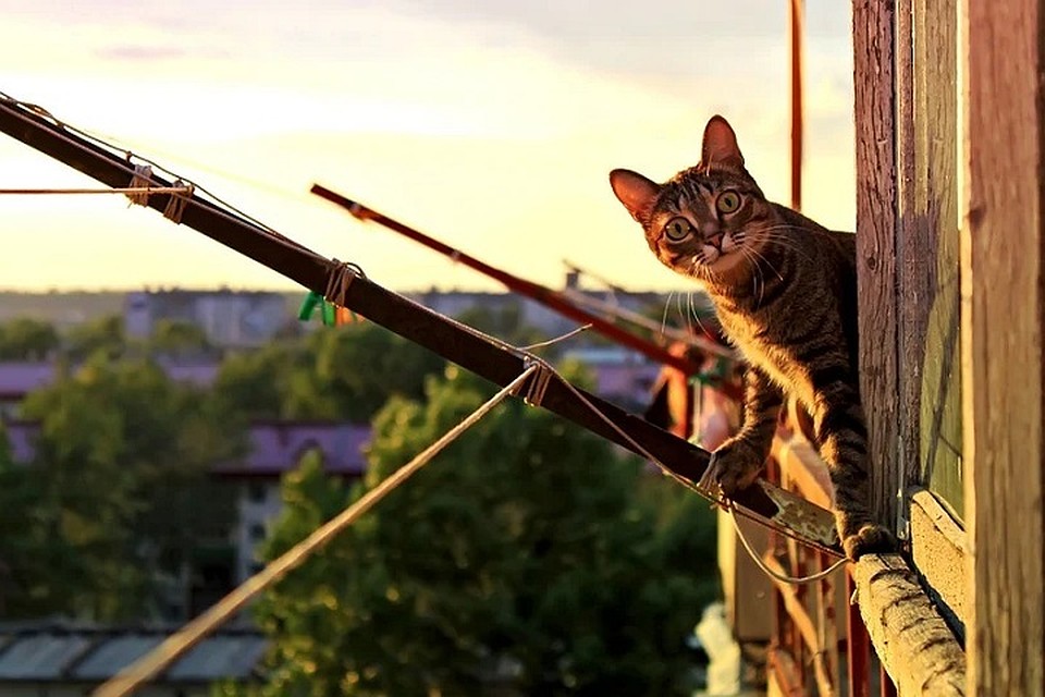 Кошка прыгнула на балконную дверь и случайно повернула дверную ручку. Фотоиллюстрация: pixabay.com.