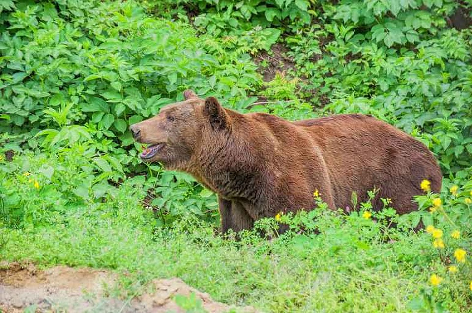 Новый обитатель Кишиневского зоопарка - бурый медведь. Фото: zoo.md