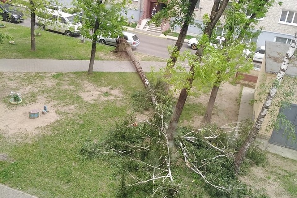 Из-за сильного ветра в Гродно падали деревья. Фото: autogrodno.by