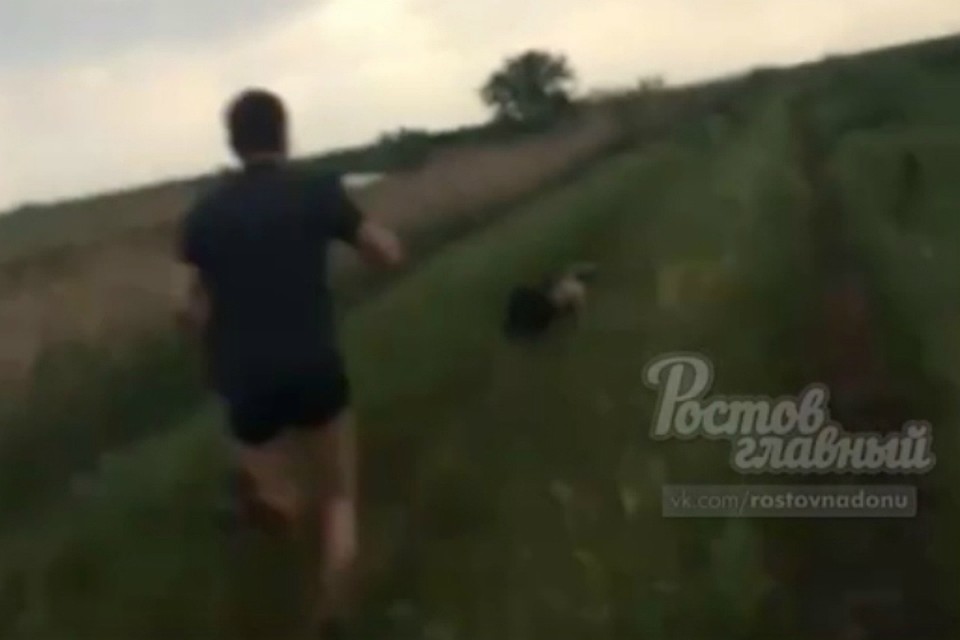 В Ростове гонявших диких поросят рыбаков раскритиковали пользователи соцсети