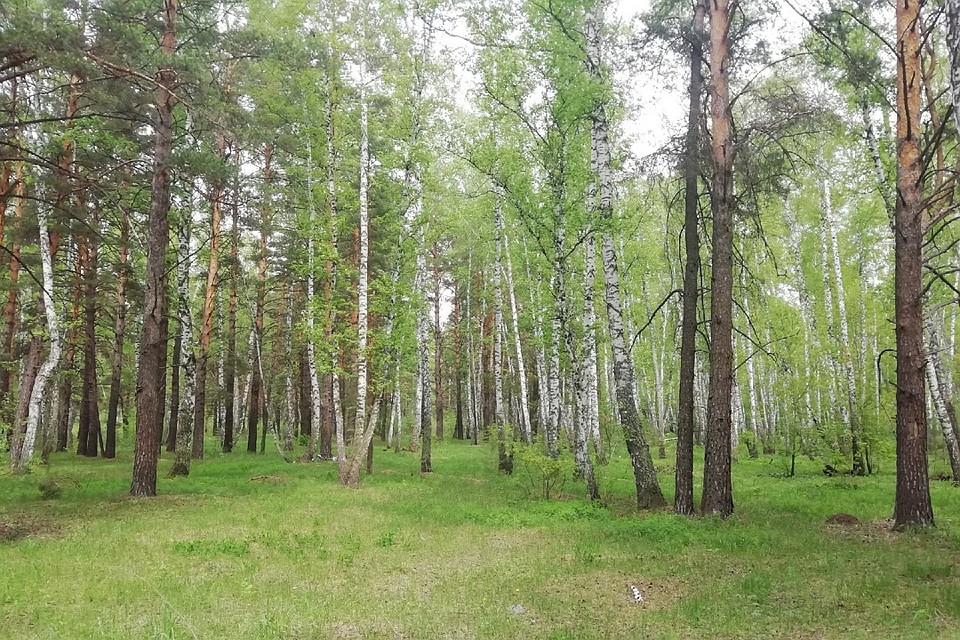 Мужчина успел срубить 20 деревьев