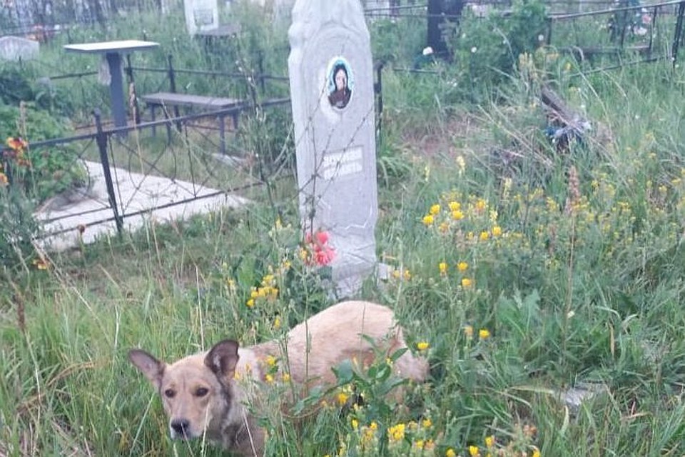 В одной из могил на бийском кладбище поселилась собака с 6 щенками. Фото: Татьяна, читательница "КП".