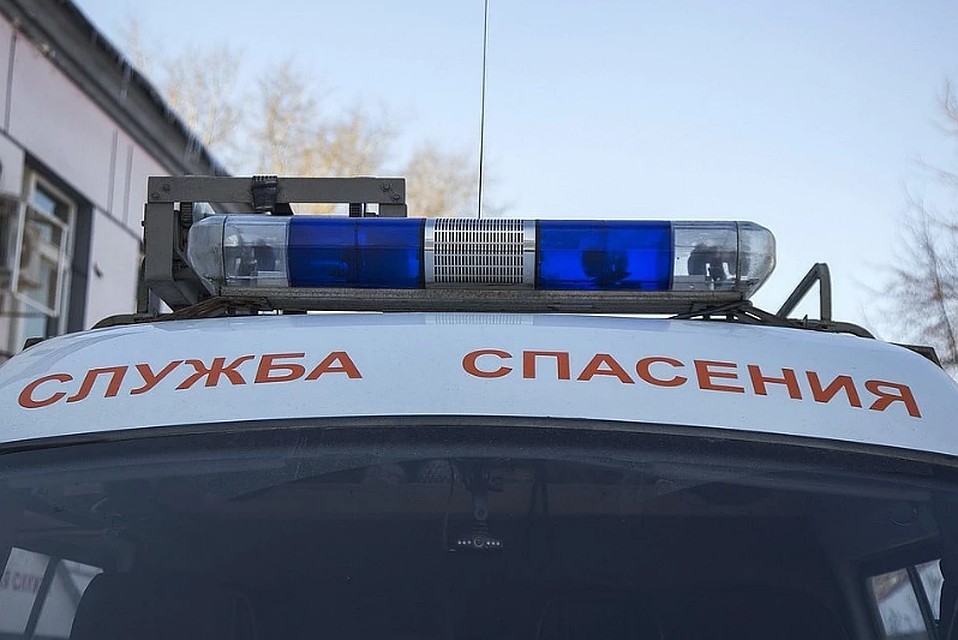 Спасателям пришлось вывезти кошку влес и оставить там.