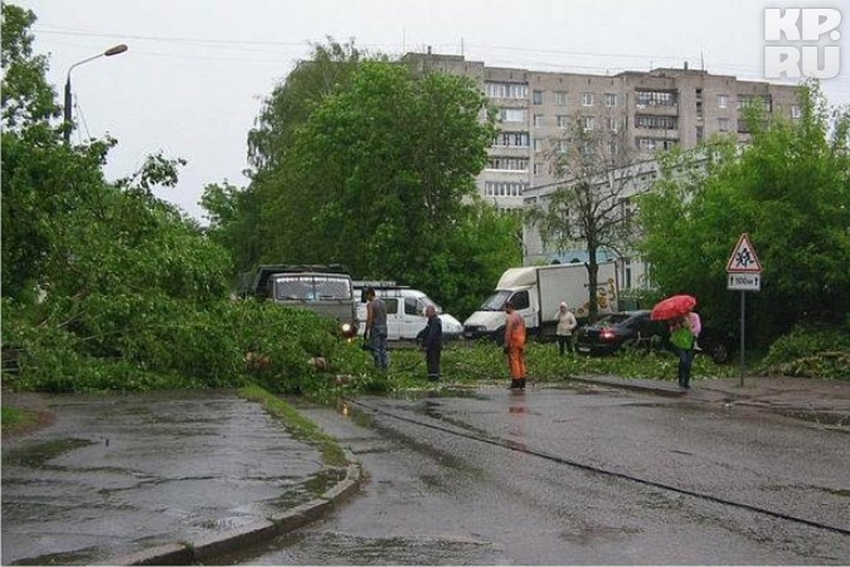На улице Бобкова рухнул огромный тополь
