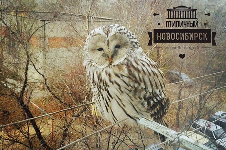 Совы-горожанки людей почти не боятся, садятся спокойно на бельевые веревки. Фото: со страницы сообщества «Типичный Новосибирск»