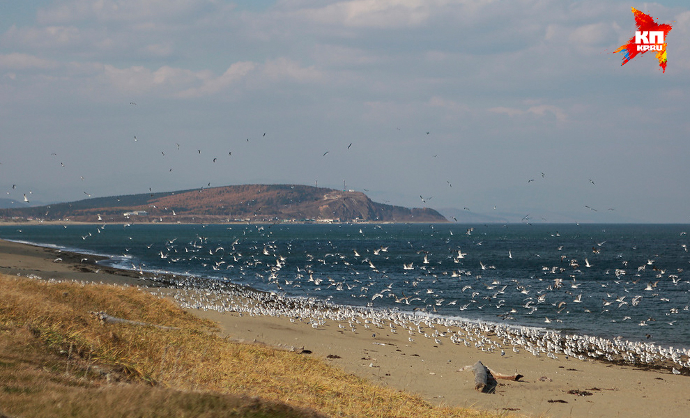 сколько морозить рыбу от паразитов сколько морозить рыбу от паразитов