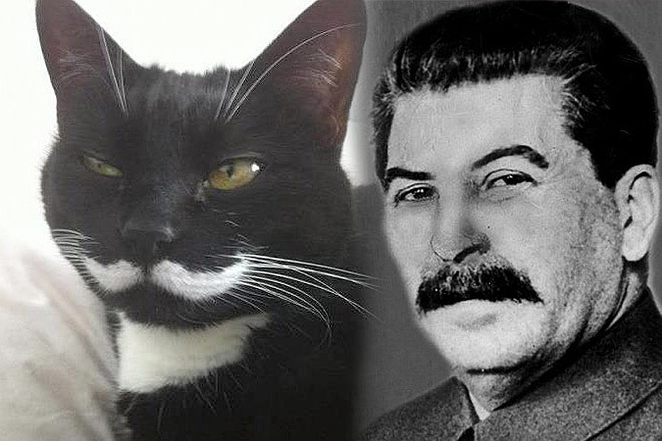 У кота высовывается член