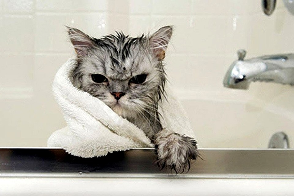 Коты не любят купаться. И это мягко сказано! Фото: СОЦСЕТИ
