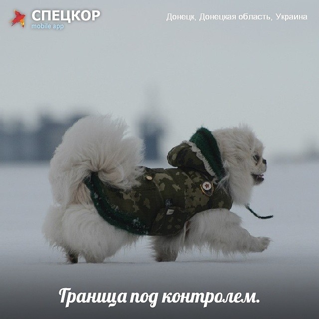 Фото: Мобильное приложение «Спецкор» от «Комсомольской правды»