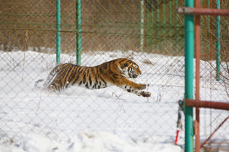 Фото: Специнспекции Тигр